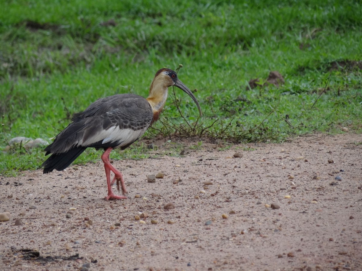 Buff-necked Ibis - Eduardo Correa