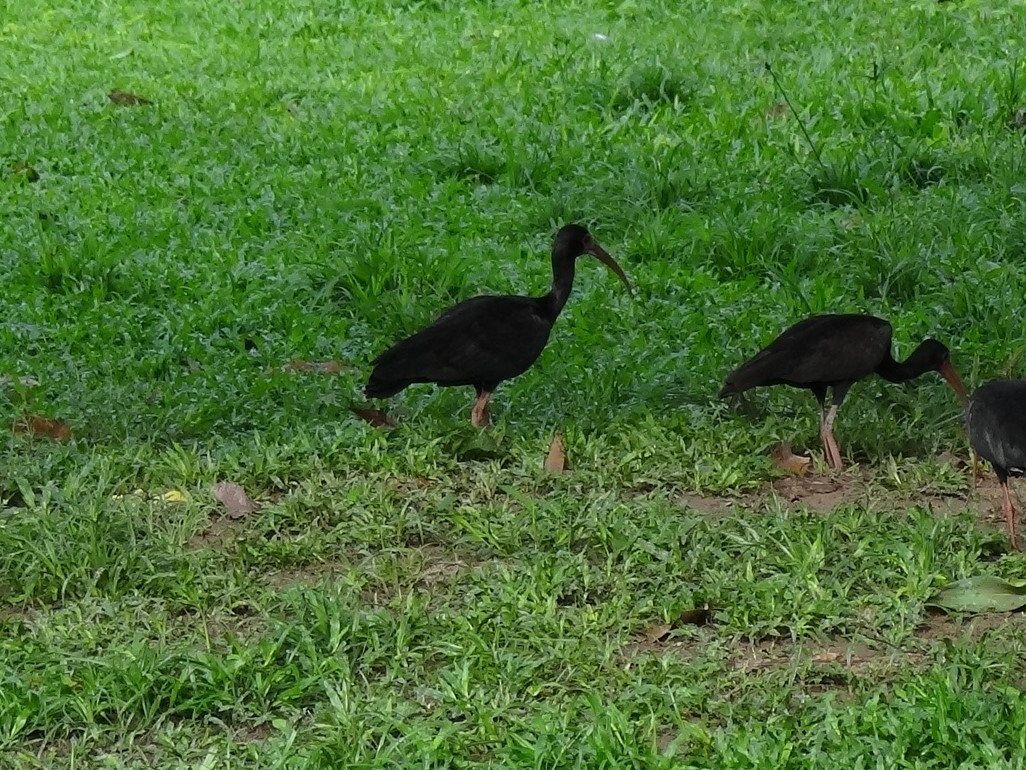 Green Ibis - ML625200670