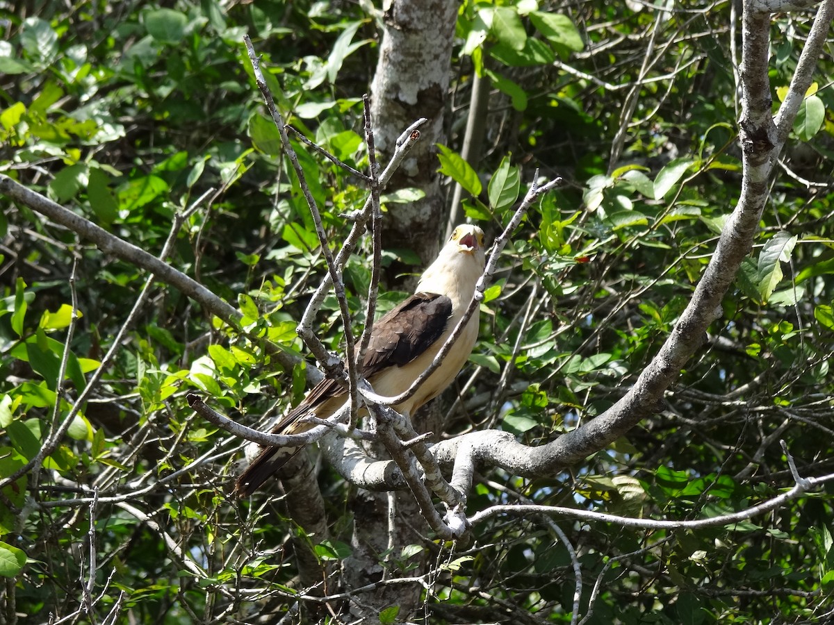 Yellow-headed Caracara - ML625200678