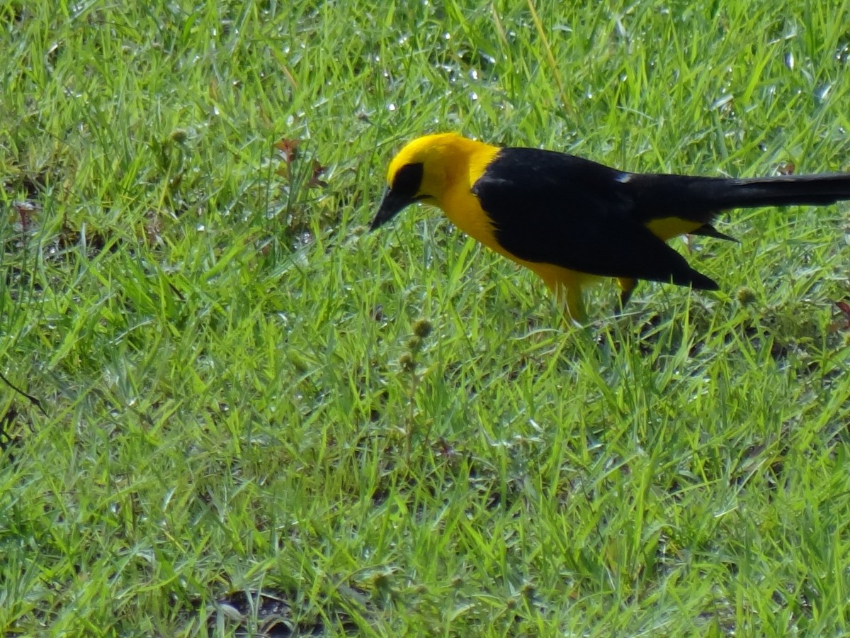 Oriole Blackbird - Eduardo Correa