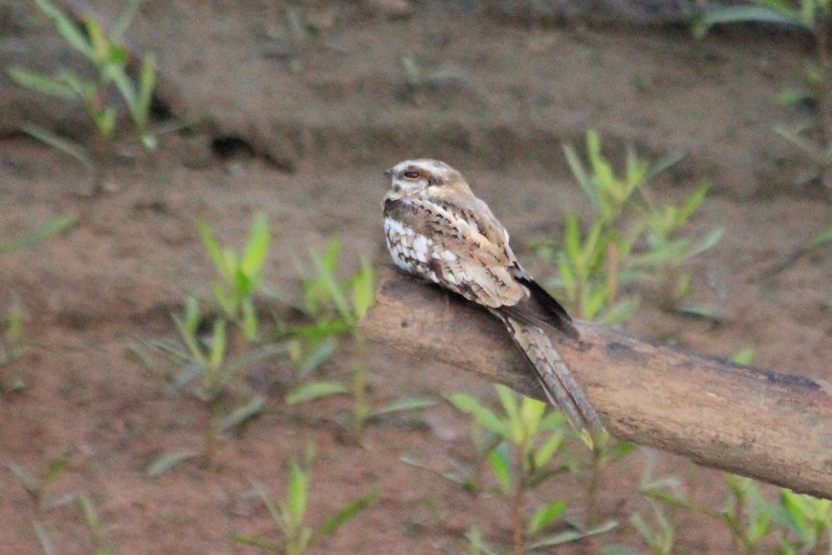 Ladder-tailed Nightjar - ML625200783