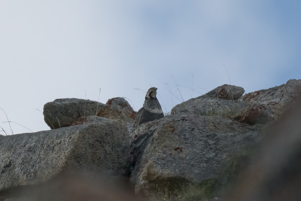 Himalayan Snowcock - ML625200874