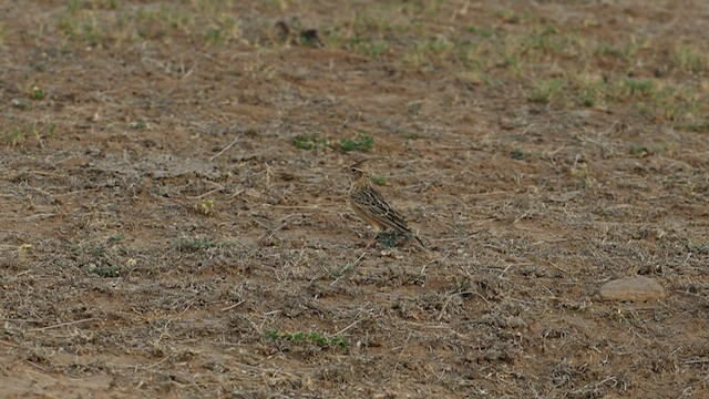 Deva Toygarı - ML625201085