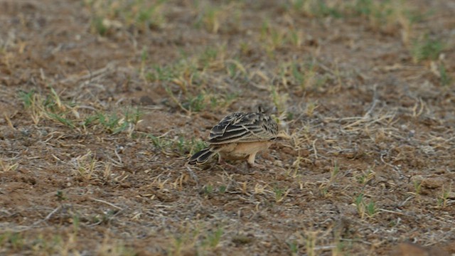 Deva Toygarı - ML625201155