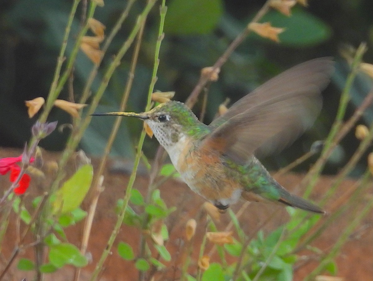 Broad-tailed Hummingbird - ML625201182