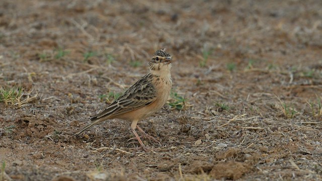 Deva Toygarı - ML625201217