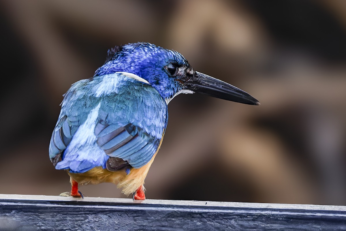 Half-collared Kingfisher - ML625201219