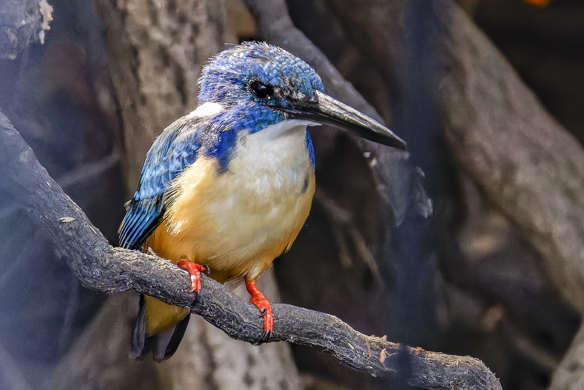 Half-collared Kingfisher - ML625201220