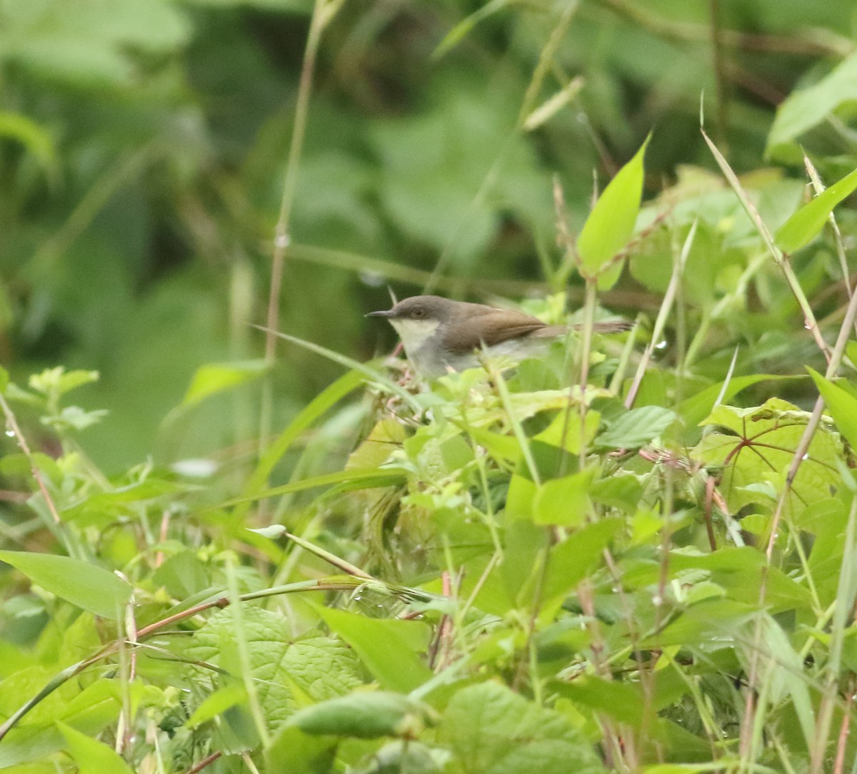 Gray-breasted Prinia - ML625201292