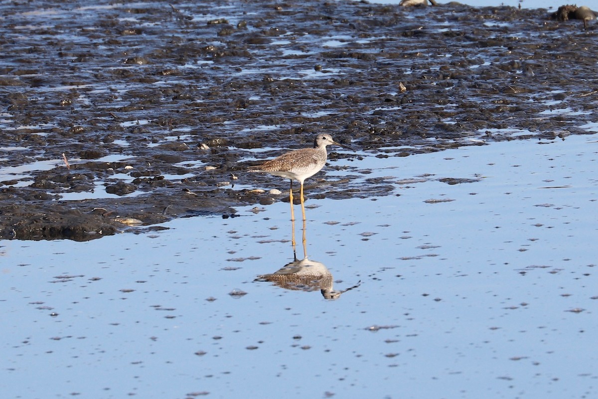 Greater Yellowlegs - ML625201365