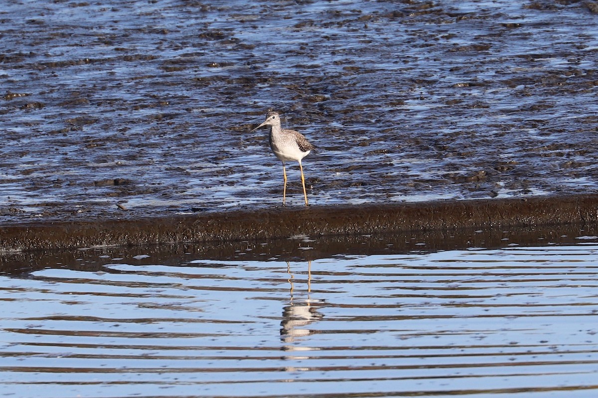 Greater Yellowlegs - ML625201366