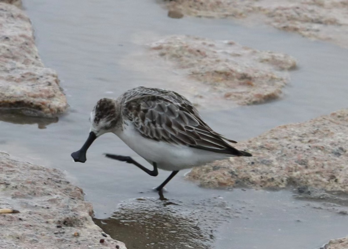 Spoon-billed Sandpiper - bihong zhang