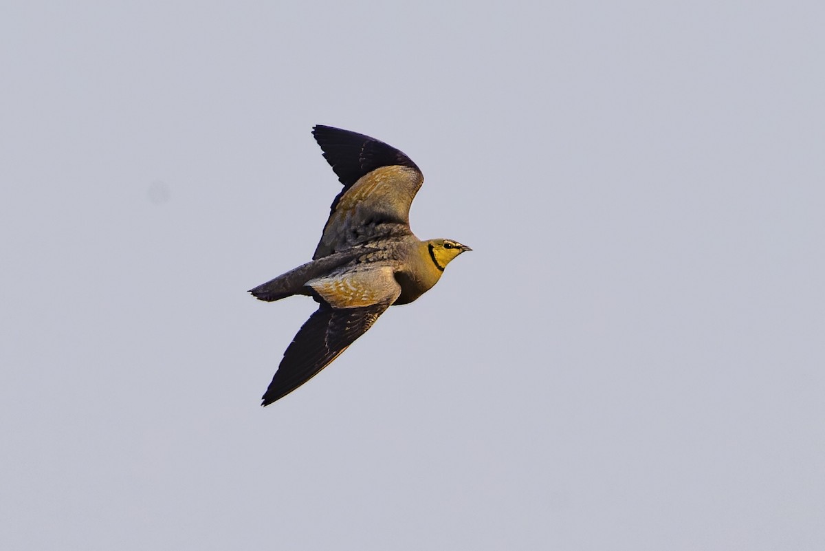 Yellow-throated Sandgrouse - ML625201410