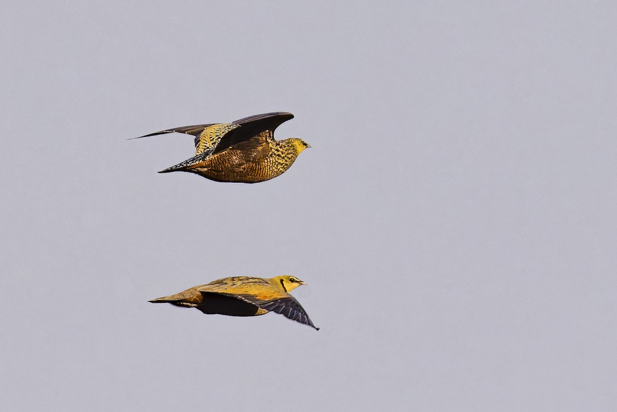 Yellow-throated Sandgrouse - ML625201411