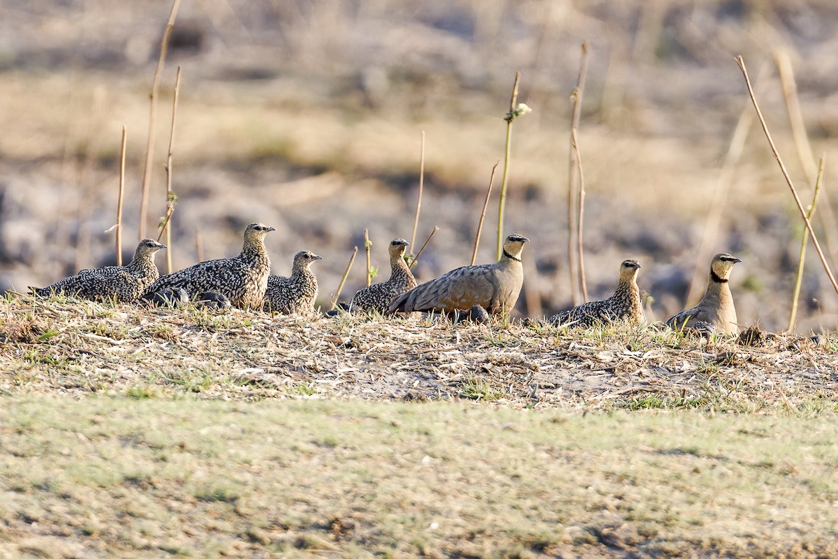 Yellow-throated Sandgrouse - ML625201412