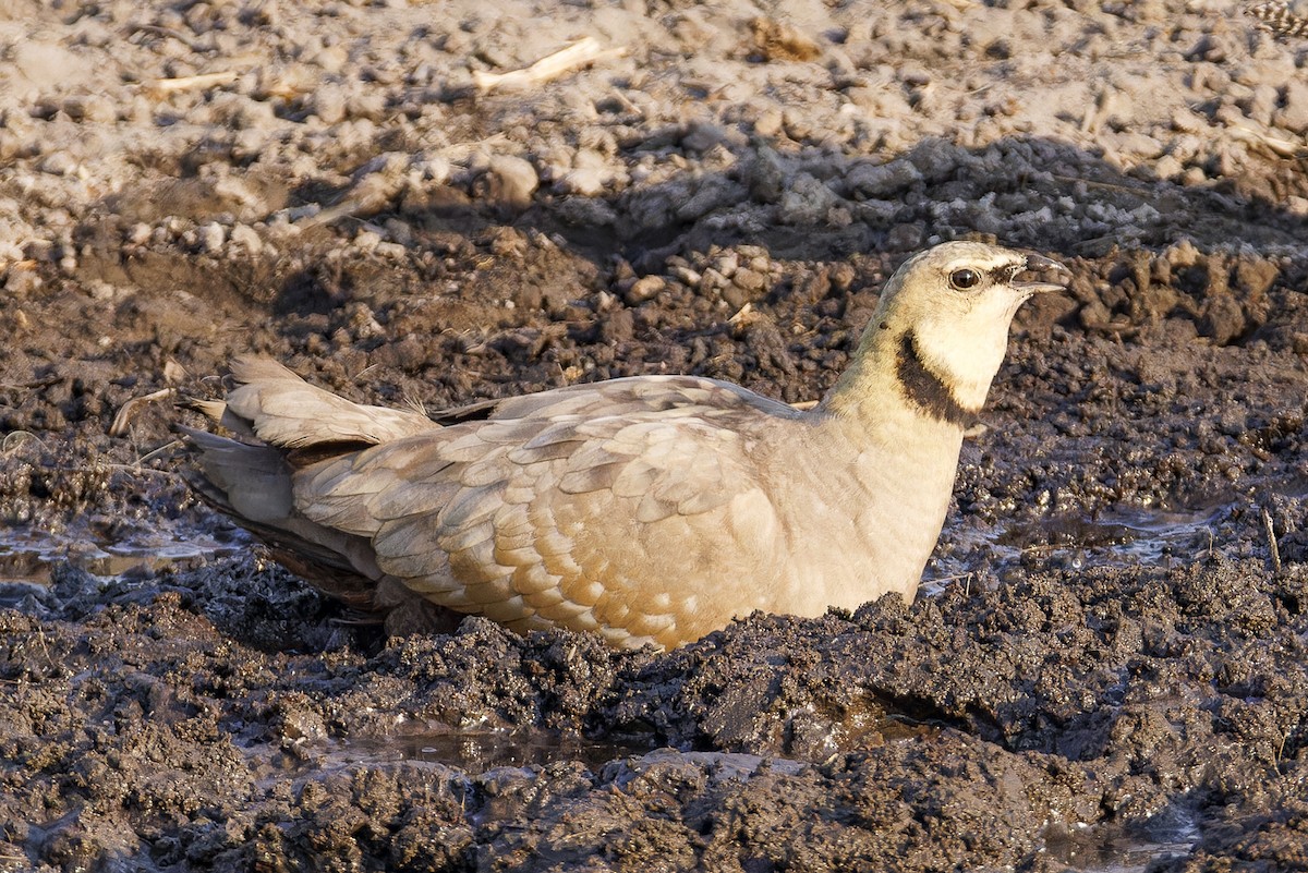 Yellow-throated Sandgrouse - ML625201413