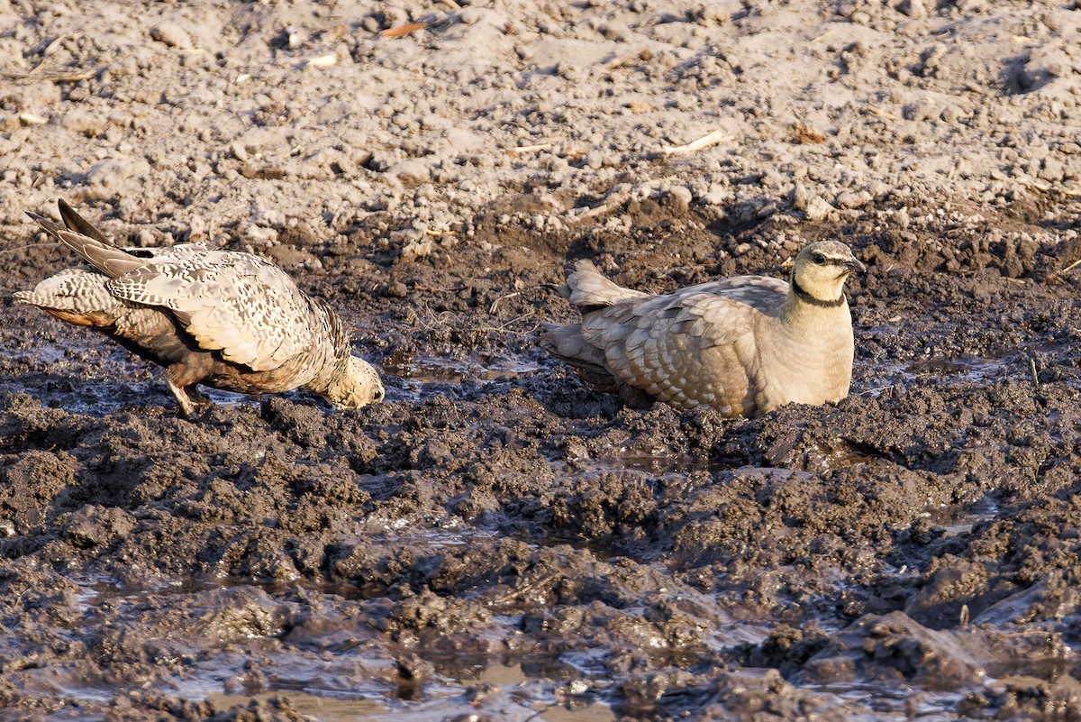 Yellow-throated Sandgrouse - ML625201414