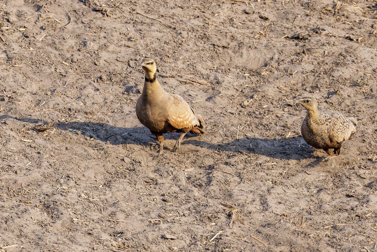 Yellow-throated Sandgrouse - ML625201415