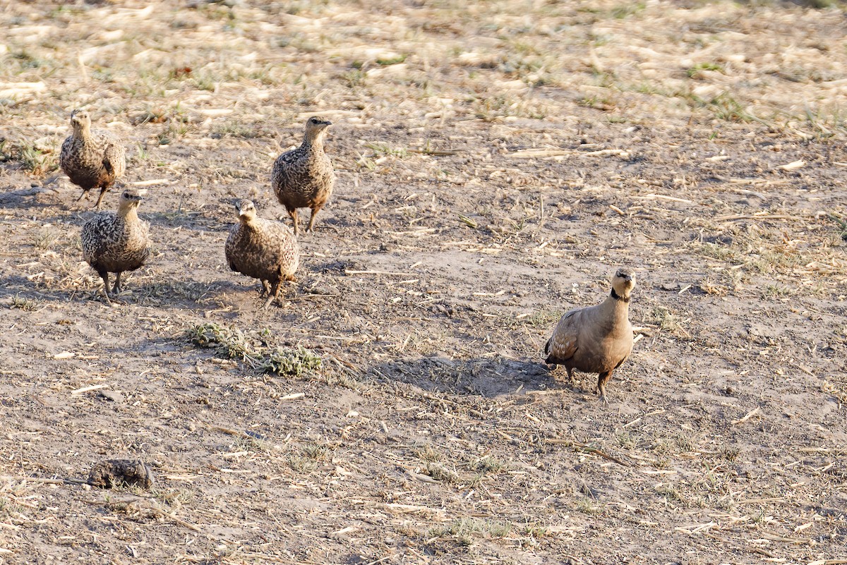 Yellow-throated Sandgrouse - ML625201416