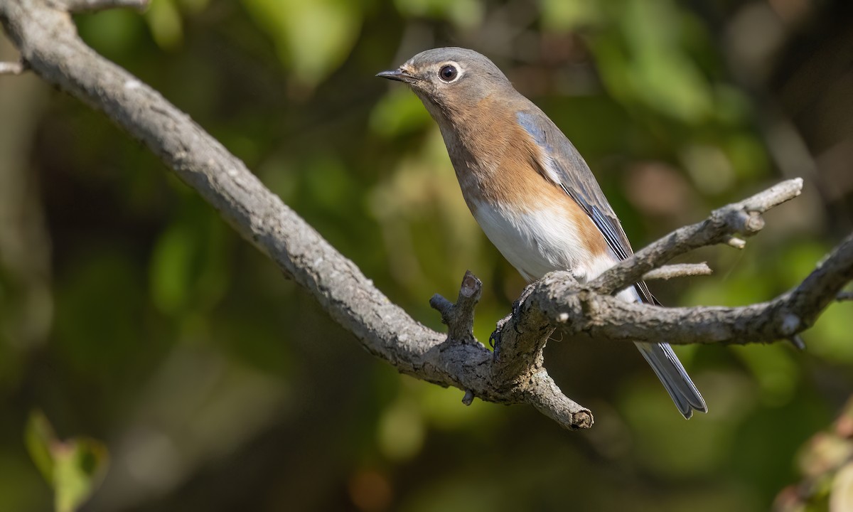 Eastern Bluebird - ML625201436
