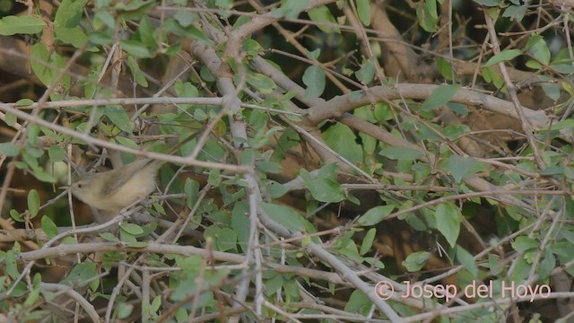 Tawny-flanked Prinia - ML625201482
