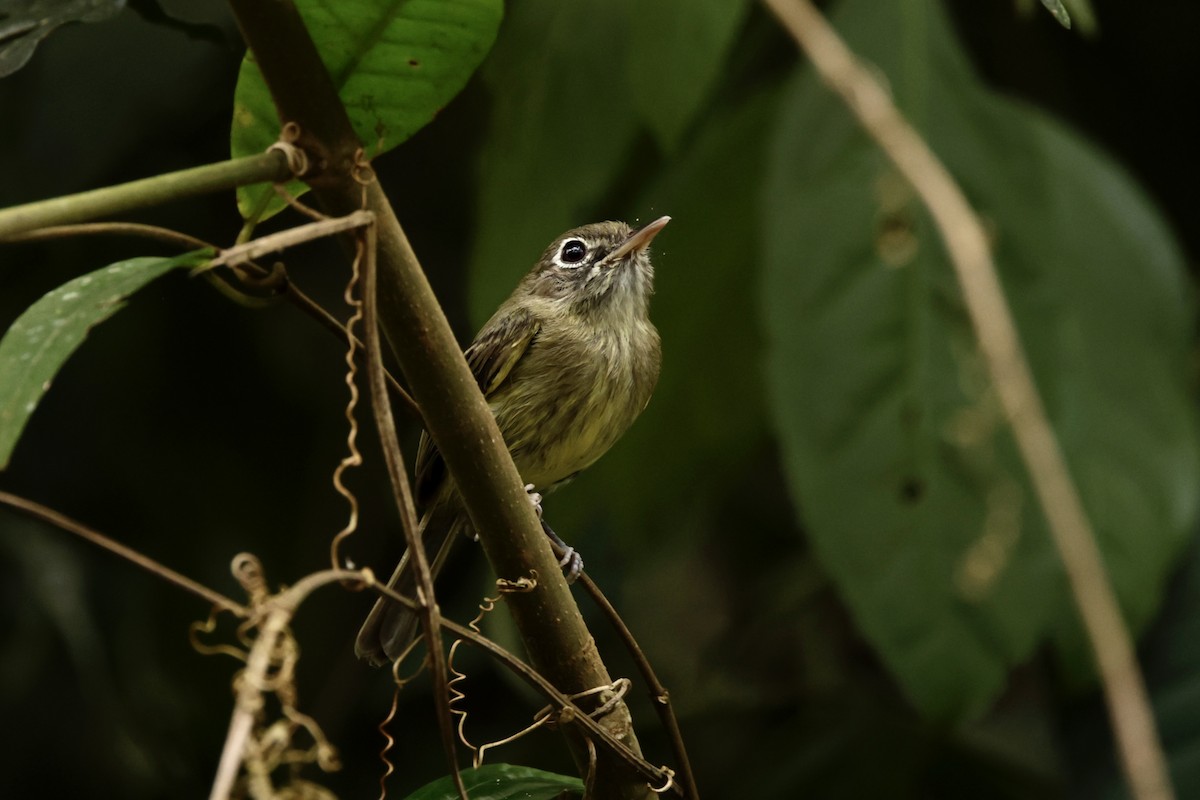 Eye-ringed Tody-Tyrant - ML625201498