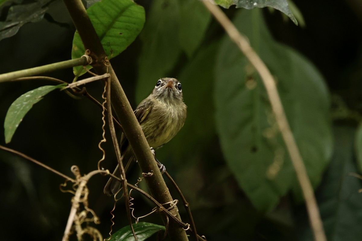 Eye-ringed Tody-Tyrant - ML625201499