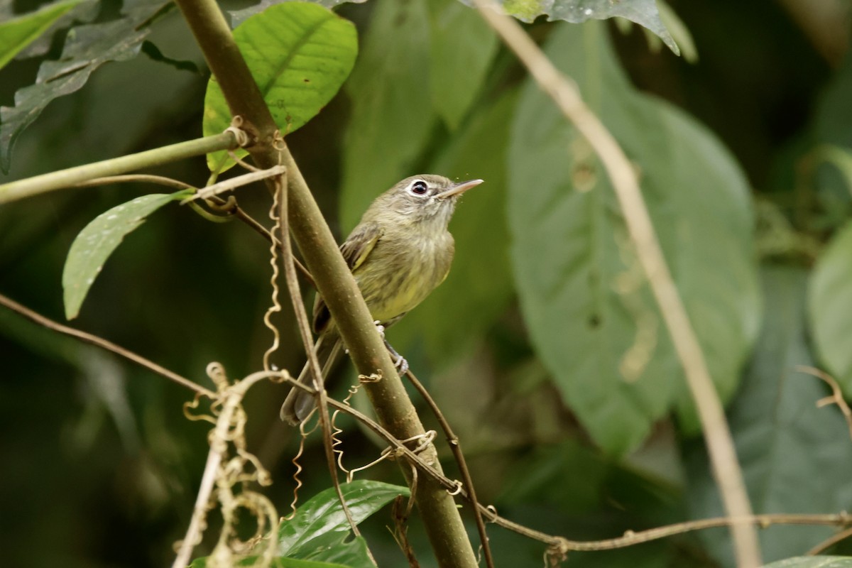 Eye-ringed Tody-Tyrant - ML625201501