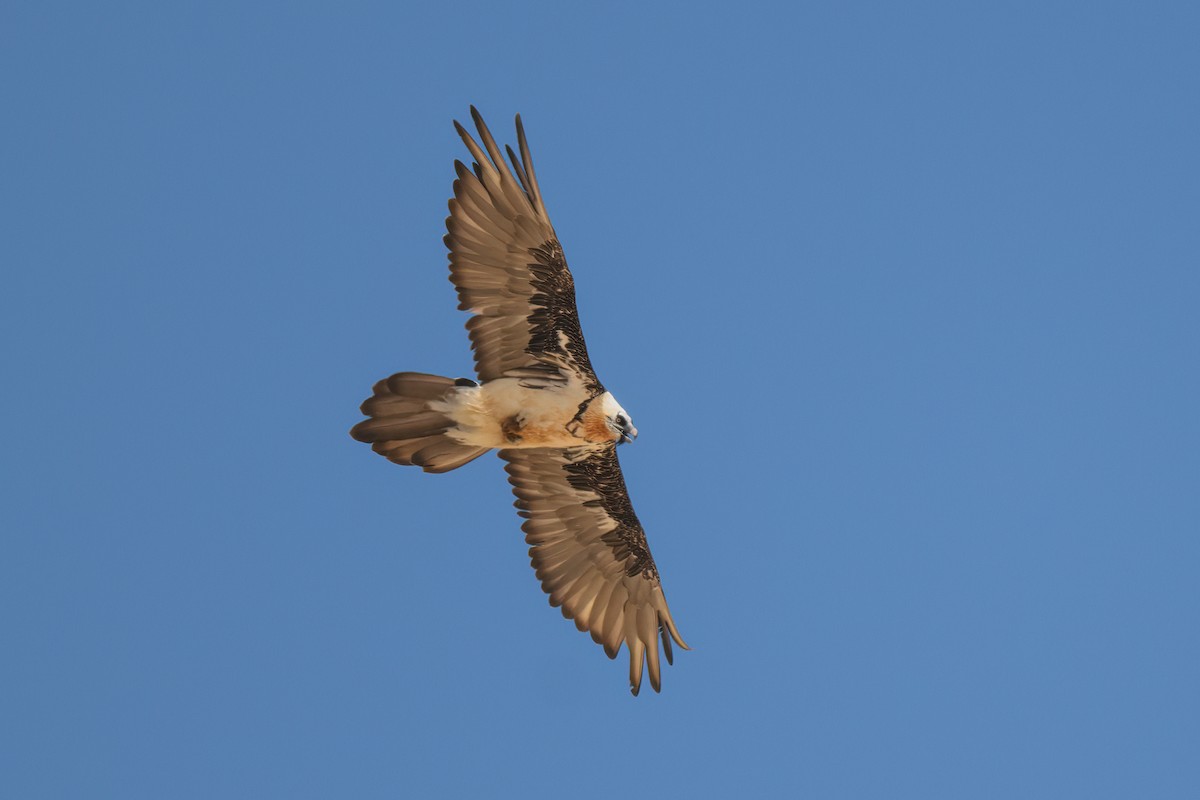 Bearded Vulture - ML625201528