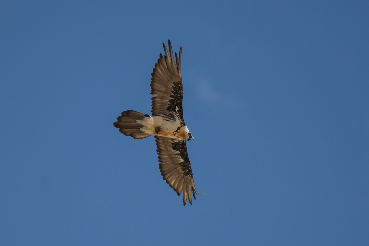 Bearded Vulture - ML625201529