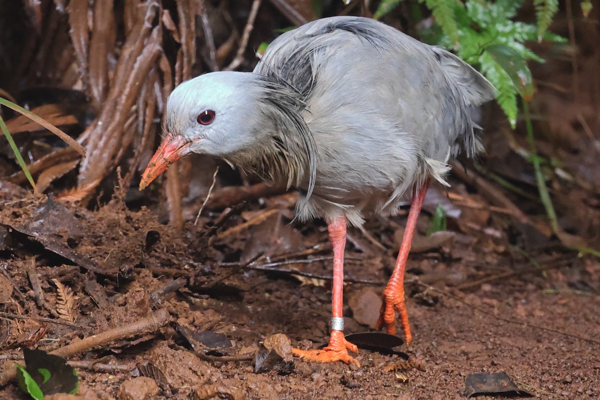 Kagu - ML625201543