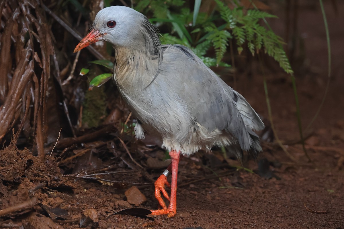 Kagu - ML625201545