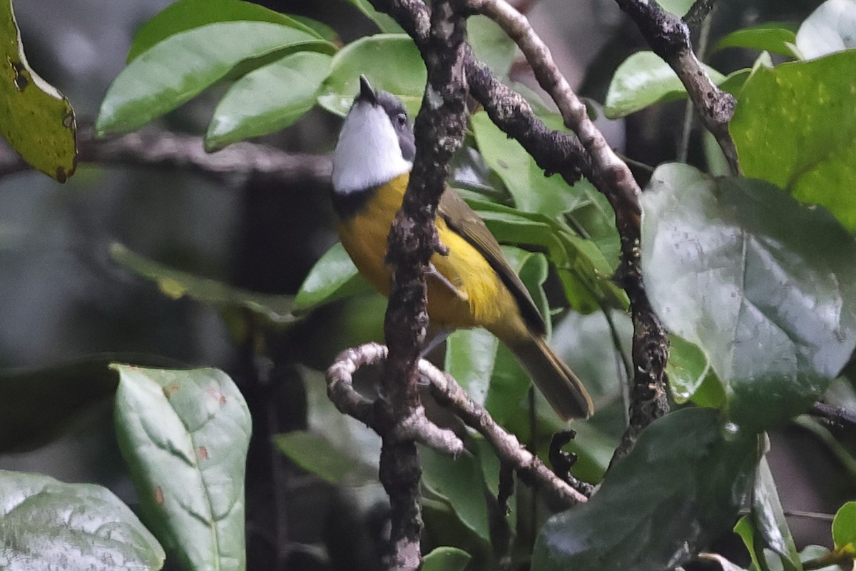 New Caledonian Whistler - ML625201549