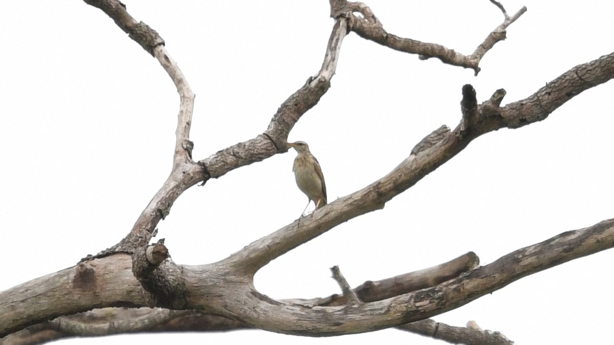 Long-legged Pipit - Carl Winstead