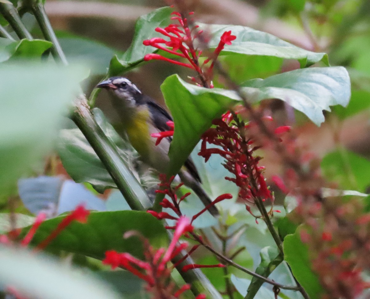 Bananaquit - ML625201670