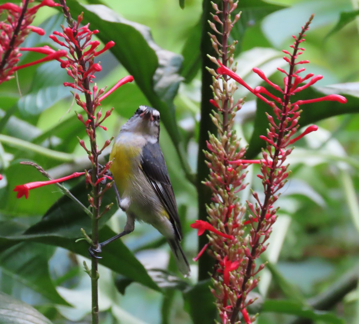 Bananaquit - ML625201671