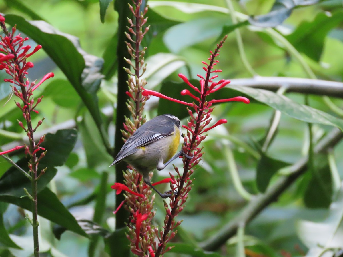 Bananaquit - ML625201672