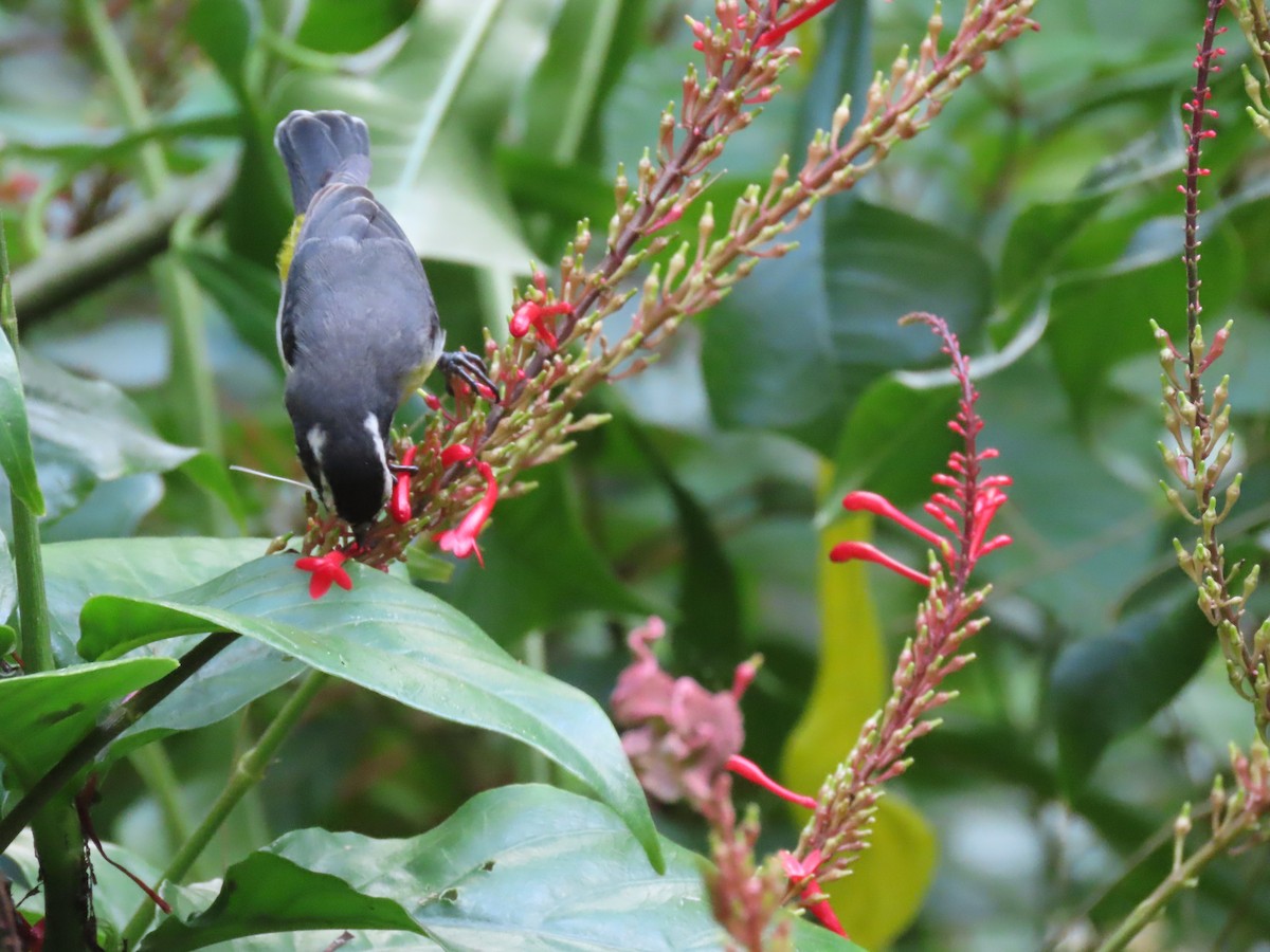 Bananaquit - ML625201673