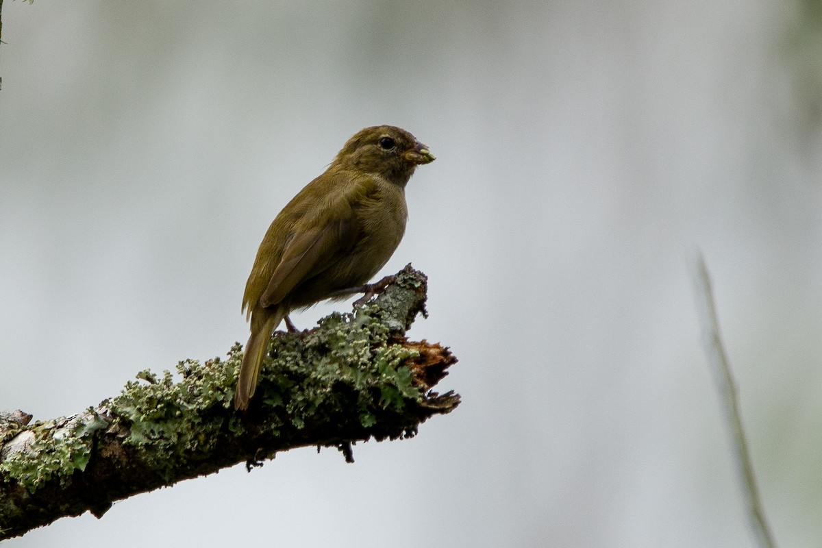 Yellow-faced Grassquit - ML625201732