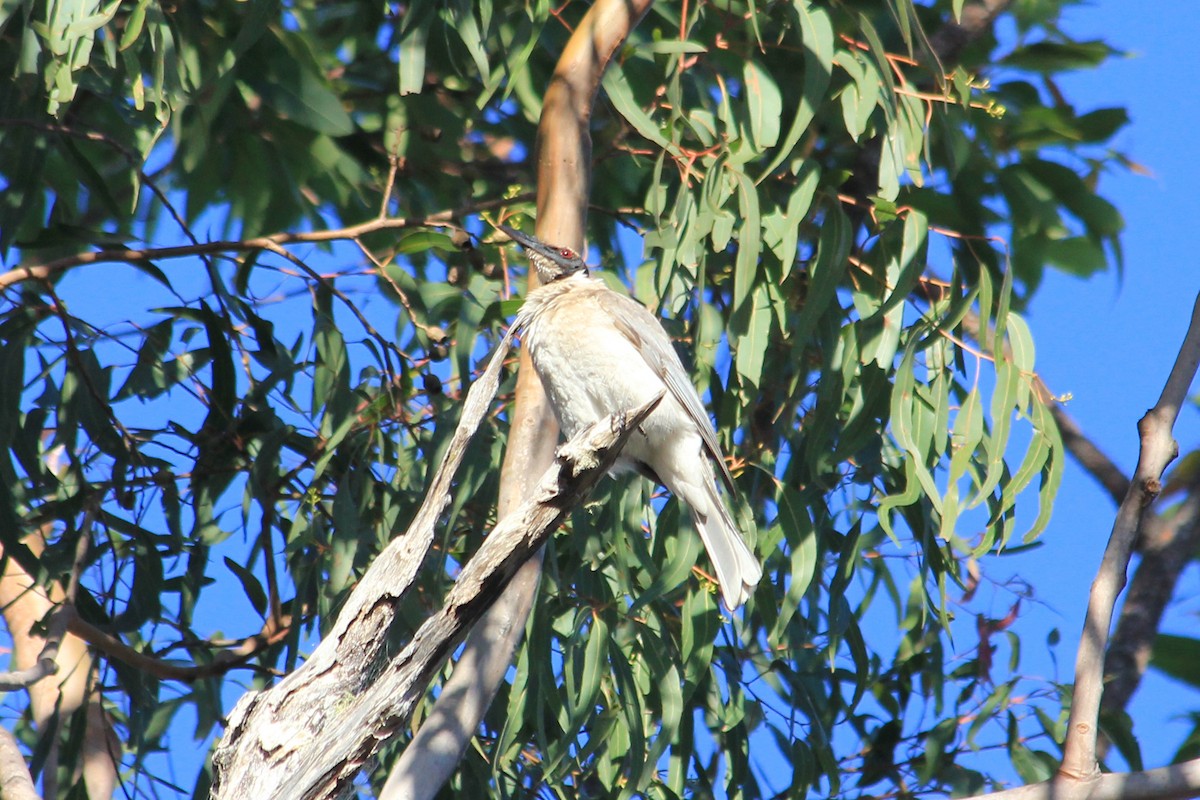 Helmeted Friarbird (Hornbill) - ML625201737