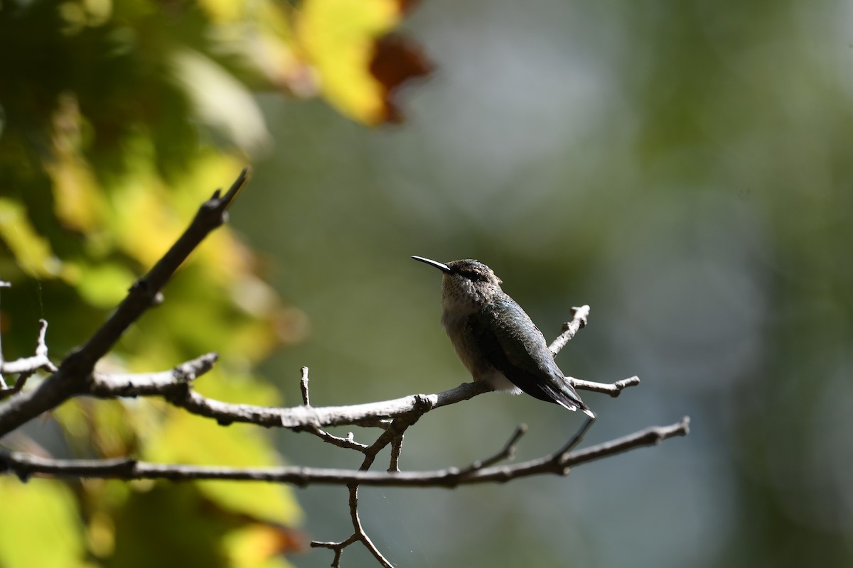 Colibrí Gorjirrubí - ML625201770