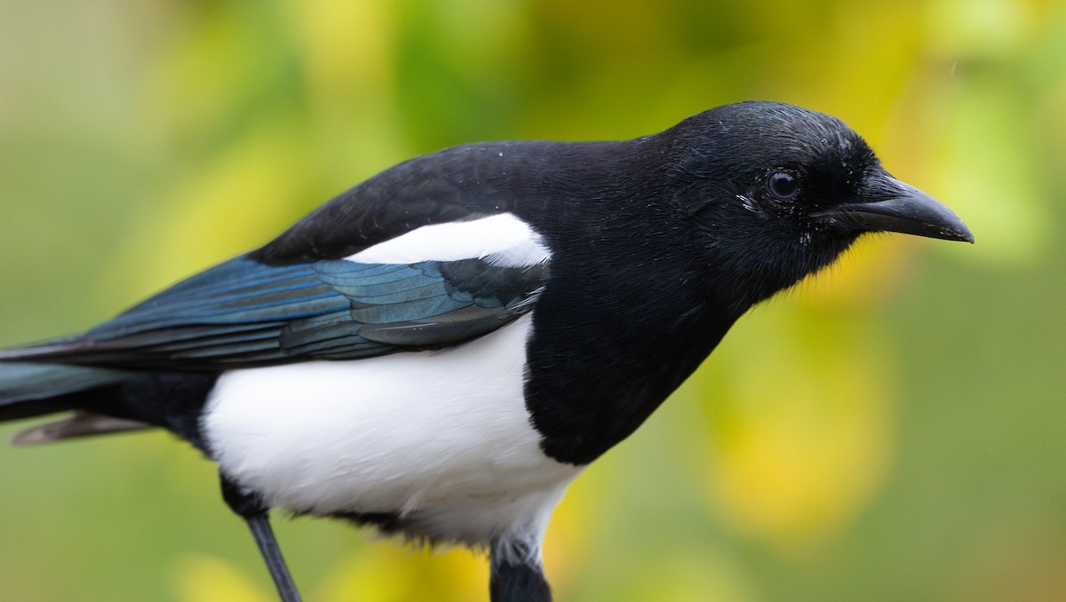 Black-billed Magpie - ML625201870