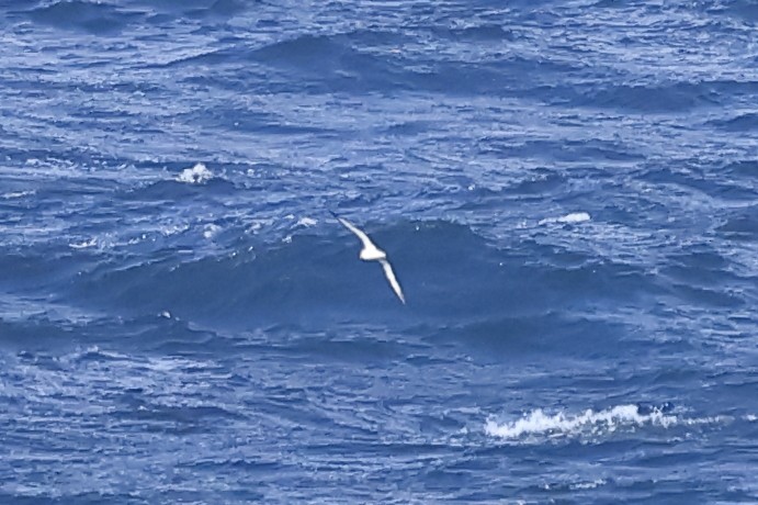 Cory's/Scopoli's Shearwater - ML625201882