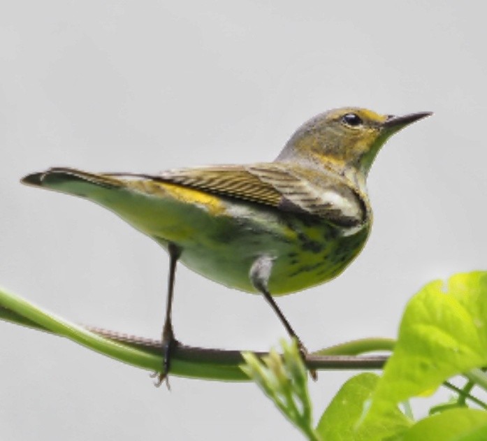 Cape May Warbler - ML625201954