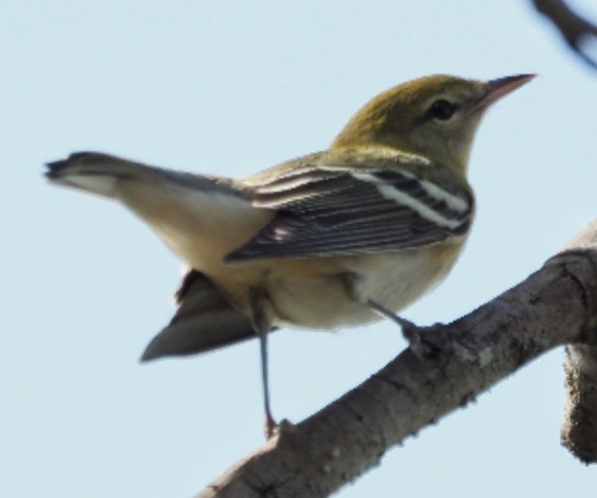 Bay-breasted Warbler - ML625201971
