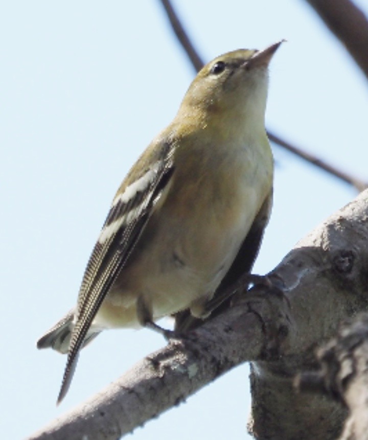 Bay-breasted Warbler - ML625201973