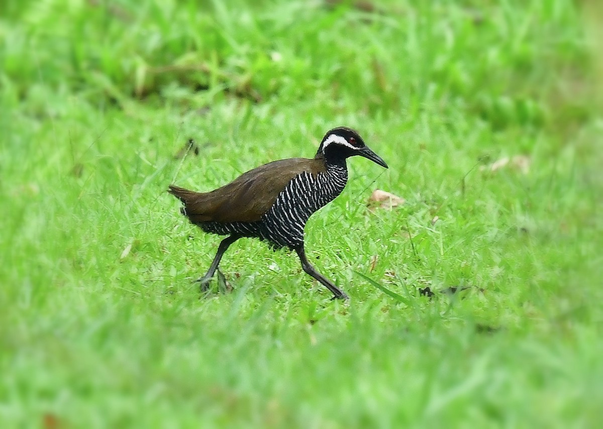 Barred Rail - ML625201978