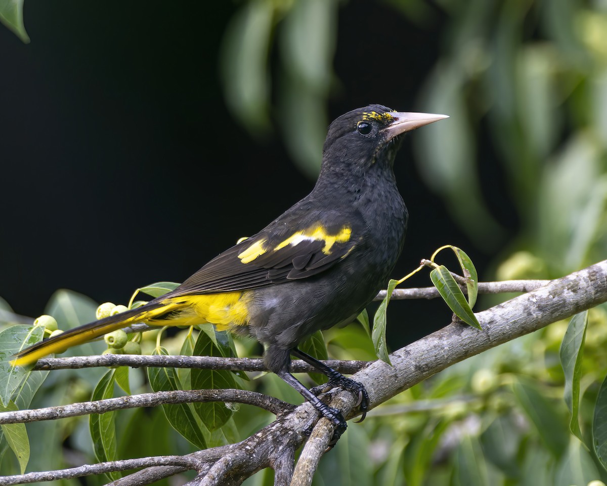 Yellow-winged Cacique - ML625202016