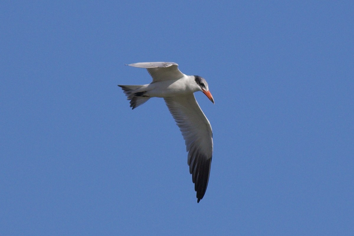 Caspian Tern - ML625202019