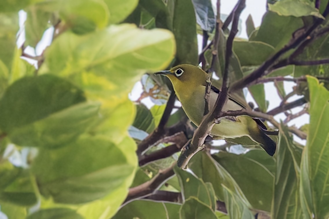 Fiji White-eye - ML625202092